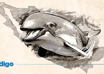 Última llamada: México aún puede salvar a la vaquita marina