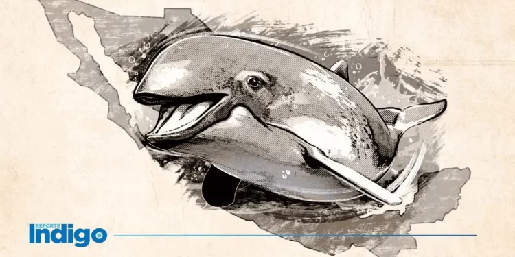 Última llamada: México aún puede salvar a la vaquita marina