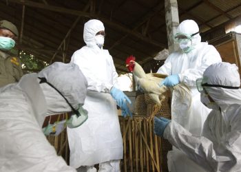 Teme Sonora por gripe aviar en Arizona