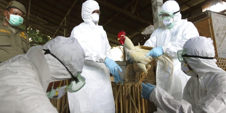 Teme Sonora por gripe aviar en Arizona