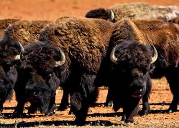 Avistan manada de bisontes cerca de Cananea en la Sierra de Sonora