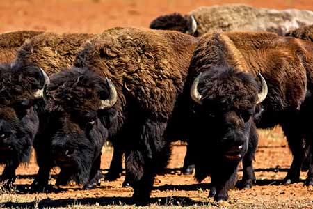 Avistan manada de bisontes cerca de Cananea en la Sierra de Sonora