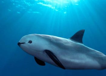 Por qué la vaquita marina se enfrenta a la extinción y qué debemos hacer para detenerla