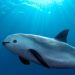 Por qué la vaquita marina se enfrenta a la extinción y qué debemos hacer para detenerla