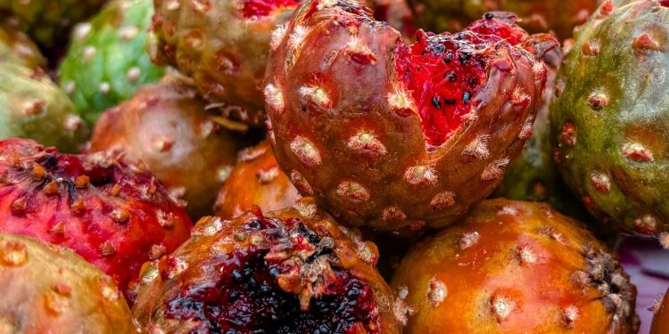 ¡Llegaron las pitayas!, el oro rojo del desierto de Sonora; una tradición de temporada