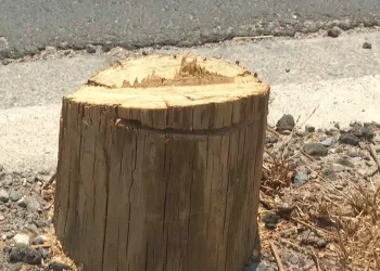 Detienen a 4 Sujetos Derribando Postes de Telefonía con Una Motosierra en Hermosillo