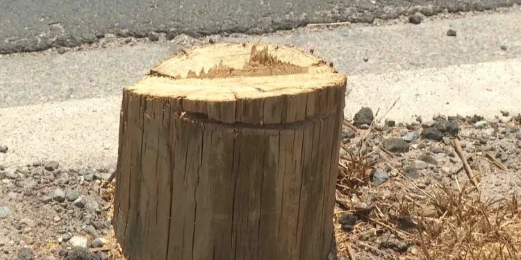 Detienen a 4 Sujetos Derribando Postes de Telefonía con Una Motosierra en Hermosillo