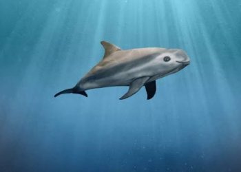 Día Internacional de la Vaquita Marina 2025