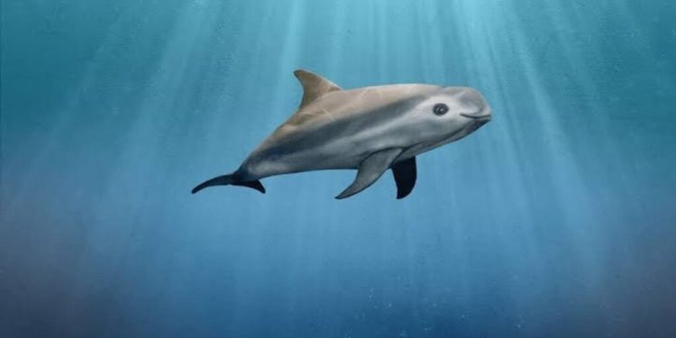 Día Internacional de la Vaquita Marina 2025