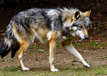 México tiene 535 especies en peligro de desaparecer