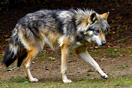 México tiene 535 especies en peligro de desaparecer