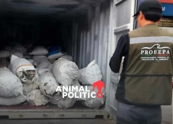 ONG exige sanciones para México por normativas insuficientes que combatan el aleteo de tiburón