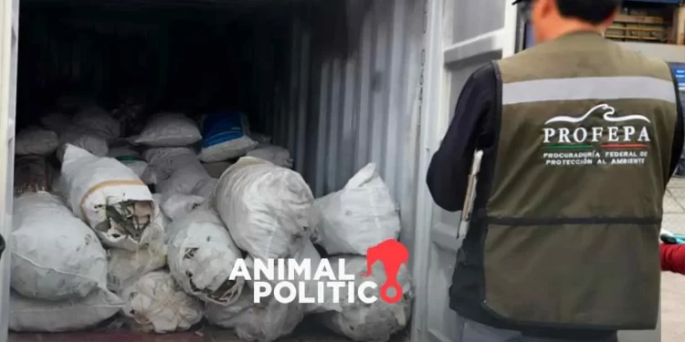 ONG exige sanciones para México por normativas insuficientes que combatan el aleteo de tiburón