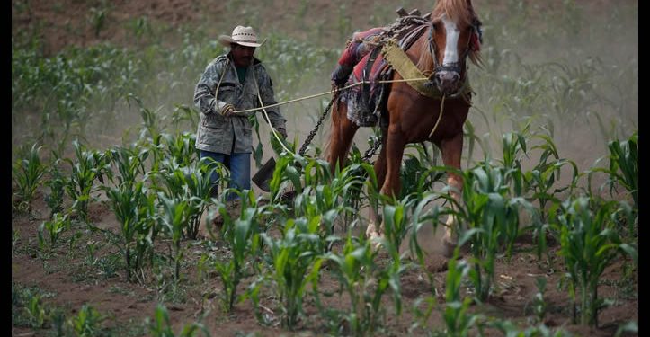 México, sin autosuficiencia en maíz y carne, dos de los pilares de la dieta nacional