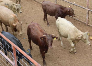 Ganaderos de Sonora consternados por nuevo cierre de frontera con EU; acusan venta barata del ganado