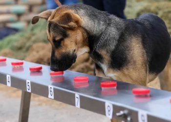 Entrenan binomios caninos-para detectar-gusano barrenador en ganado