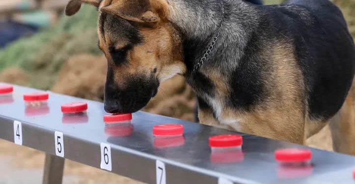 Entrenan binomios caninos-para detectar-gusano barrenador en ganado