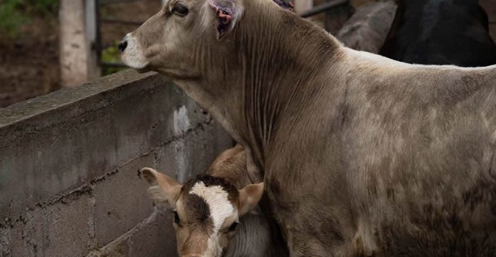 Prevén caída del 60% de exportaciones de ganado mexicano a EU por gusano barrenador