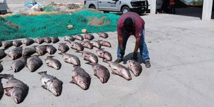 Dan prisión preventiva a hombre que envió 80 vejigas de totoaba en paquetería de Jalisco; lo acusan de delito contra la biodiversidad