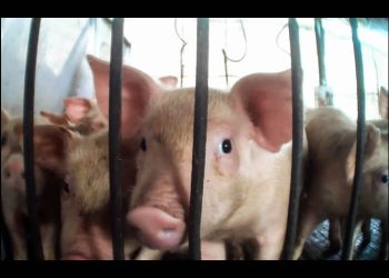 ¿Qué hay detrás de las mega granjas de cerdos? Investigación encubierta expone maltrato, contaminación y violaciones a la ley