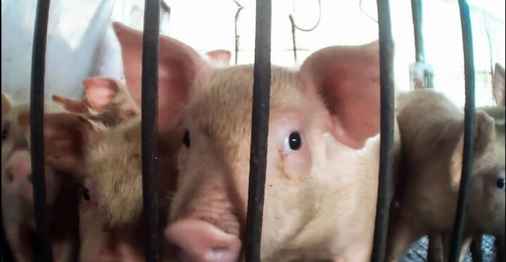 ¿Qué hay detrás de las mega granjas de cerdos? Investigación encubierta expone maltrato, contaminación y violaciones a la ley