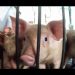 ¿Qué hay detrás de las mega granjas de cerdos? Investigación encubierta expone maltrato, contaminación y violaciones a la ley