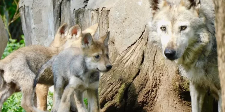 ¿Puede Sobrevivir El Lobo Mexicano? En Medio de la Crisis Hay Esperanza Genética