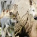¿Puede Sobrevivir El Lobo Mexicano? En Medio de la Crisis Hay Esperanza Genética