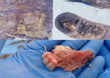 Buscadoras hallan 26 osamentas en un predio de Sonora; algunos datan desde 6 años atrás