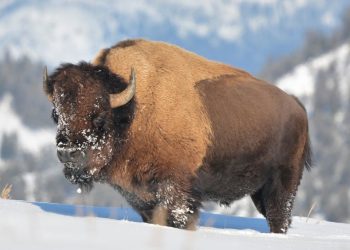 Bisonte americano: el gigantesco animal de América del Norte que estuvo al borde de la extinción en el siglo XIX