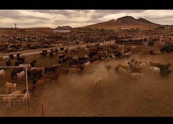 Embajador de EEUU reconoce esfuerzo de México contra gusano barrenador; celebra reinicio de comercio ganadero