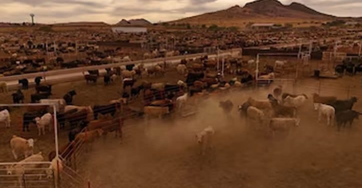 Embajador de EEUU reconoce esfuerzo de México contra gusano barrenador; celebra reinicio de comercio ganadero