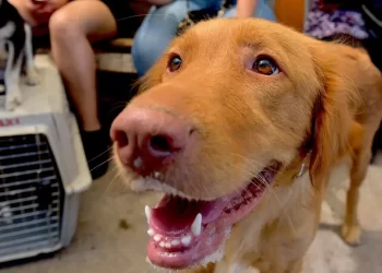 Realizarán Jornada de Esterilización Gratuita para Perros y Gatos en Hermosillo