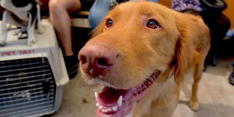 Realizarán Jornada de Esterilización Gratuita para Perros y Gatos en Hermosillo