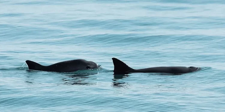 Unesco exige a México protección de vaquita marina y plan de restauración ecológica en frontera con EU