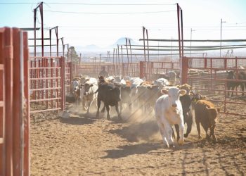 Ganaderos de Sonora listos para reinicio de exportaciones a EUA este lunes