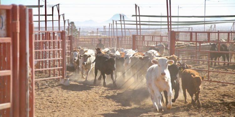 Ganaderos de Sonora listos para reinicio de exportaciones a EUA este lunes