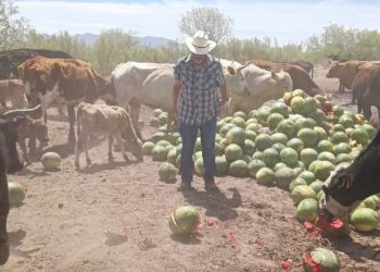 Gusano barrenador y sequía ahorcan a ganaderos en Sonora
