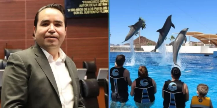 Delfinario de Guaymas podría ser cancelado tras reforma a Ley de Vida Silvestre