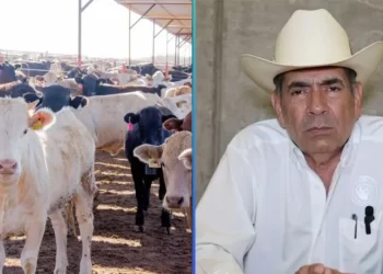 Preocupa a ganaderos de Sonora importación de ganado de Centroamérica