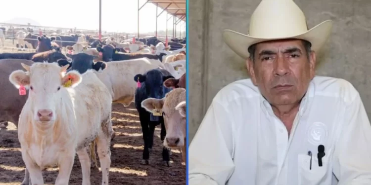 Preocupa a ganaderos de Sonora importación de ganado de Centroamérica