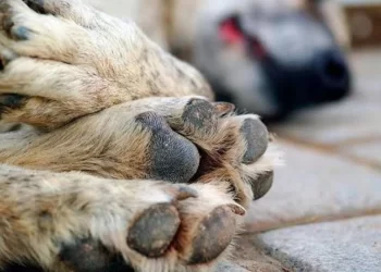 Autoridades de la Unidad de Bienestar Animal en Nogales atendieron 2 reportes de presunto maltrato