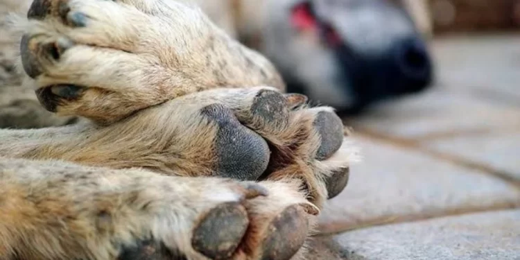 Autoridades de la Unidad de Bienestar Animal en Nogales atendieron 2 reportes de presunto maltrato