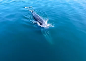 Saguaro LNG de México Pacífico: Proyecto equivocado, lugar equivocado