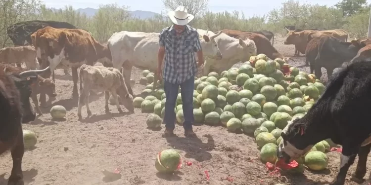 Es tarde para los ganaderos en Sonora: Alberto López Mazón sobre reapertura de EEUU