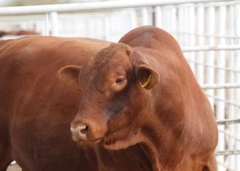 Ganaderos de Sonora piden cerrar frontera sur para frenar crisis sanitaria