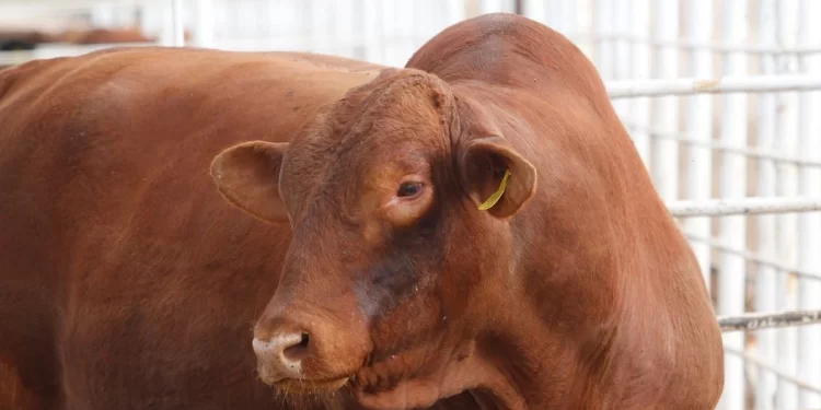 Ganaderos de Sonora piden cerrar frontera sur para frenar crisis sanitaria