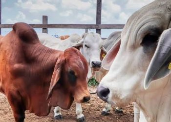 Ganaderos de Sonora piden regionalizar los controles para reactivar exportaciones a EU