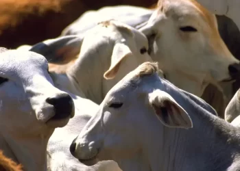 Productores echan mano de carne brasileña y argentina para frenar alza de precios en México