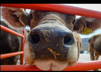 Se han interceptado 32 cargamentos de ganado con gusano barrenador: Senasica